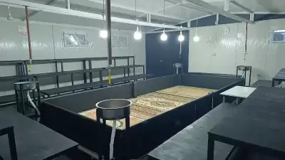 Manisa'da Horoz Dövüşü ve Kumar Operasyonu: 10 Horoz Ele Geçirildi