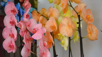 Orkide Bakımı Rehberi: Doğru Sulama, Budama ve Çoğaltma Teknikleri