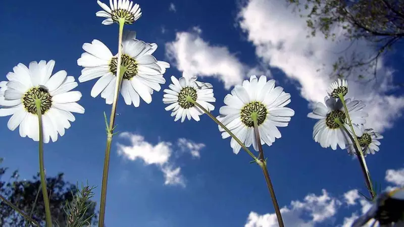 2026 Cemre Düşme Tarihleri Açıklandı: Baharın Müjdecisi Ne Zaman Havaya, Suya ve Toprağa Düşecek?