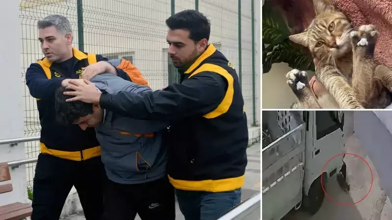 Adana'da Kamyonet Sürücüsü Kediyi Bilerek Ezip Serbest Kaldı