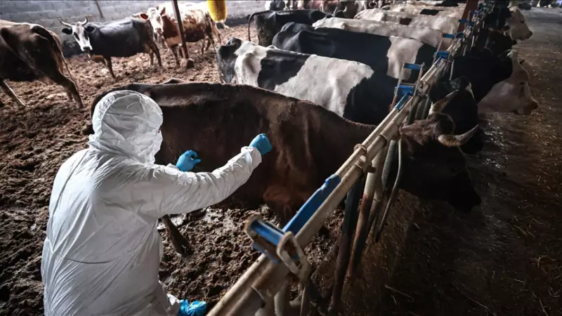 Aksaray'da Şap Hastalığı Alarmı: 9 Köy Karantinaya Alındı