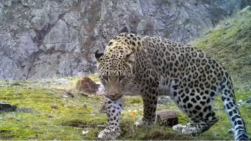 Anadolu Parsına Zarar Vermenin Cezası 45 Milyon TL Olarak Belirlendi