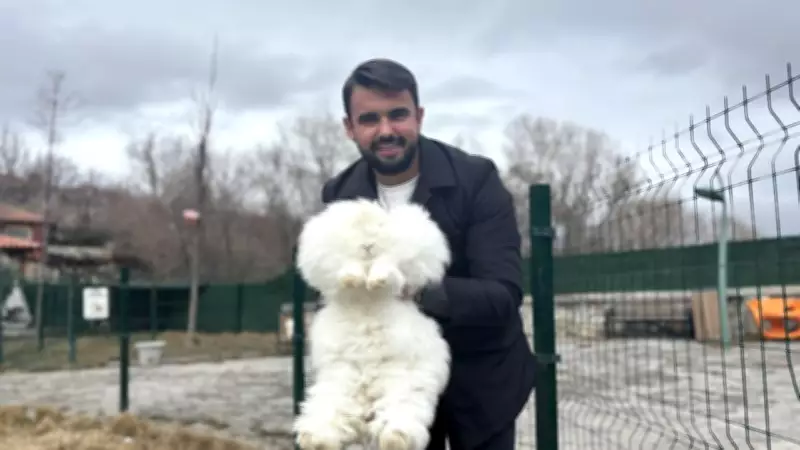 Ankara Tavşanı Yeniden Anavatanında: Elmadağ'da Nesli Tükenen Angora Tavşanı Yetiştiriliyor