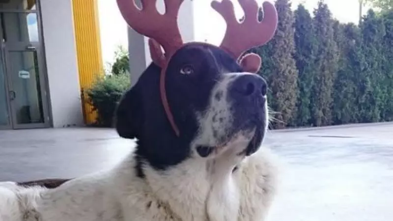 Ankara'da Sokak Köpeği Matmazel'in Metroda Darp Edilme İddiasına Soruşturma