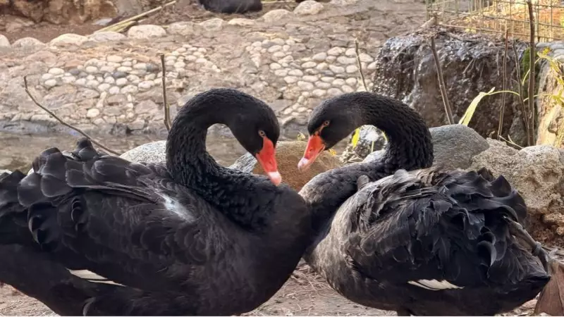 Antalya Doğal Yaşam Parkı'nda Siyah Kuğular Kış Kuluçkasında
