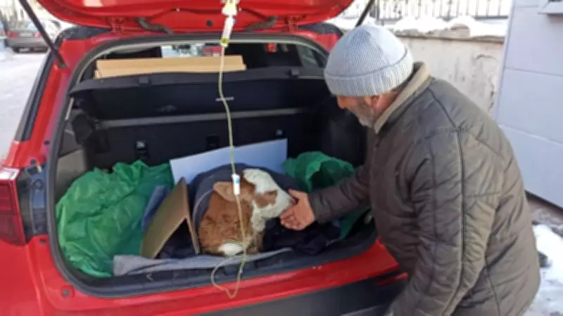 Ardahan'da Buzağıya Otomobil Bagajında Acil Serum Tedavisi Uygulandı