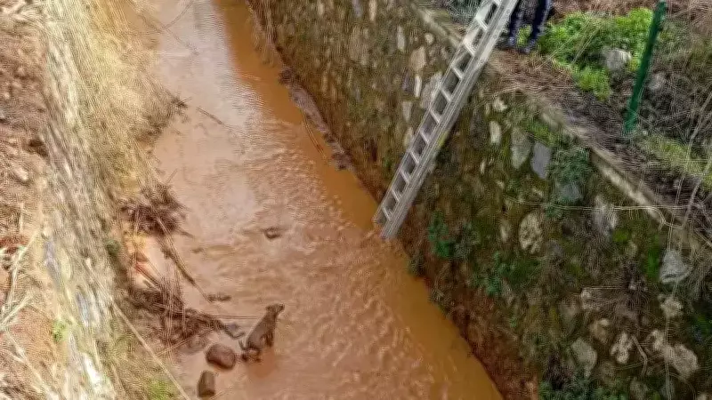 Aydın'da Sulama Kanalına Düşen Köpek İtfaiye Ekipleri Tarafından Kurtarıldı