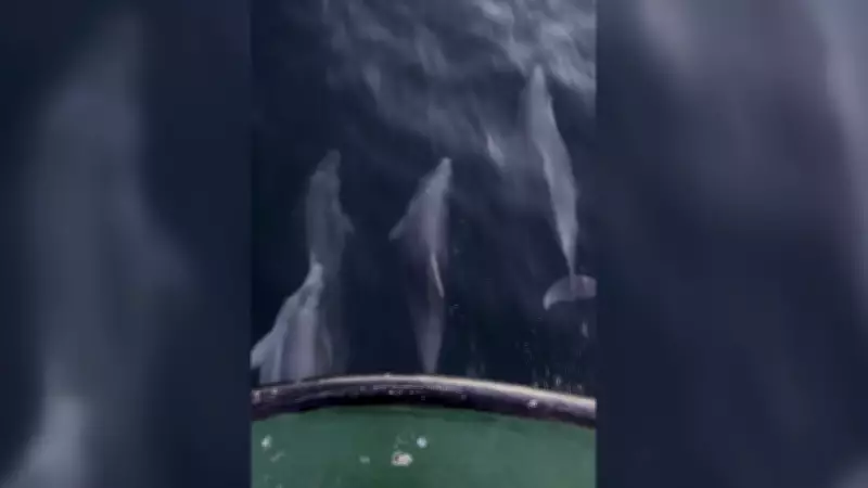 Balıkçı Teknesine Eşlik Eden Yunusların Görüntüleri Sosyal Medyada Heyecan Yarattı