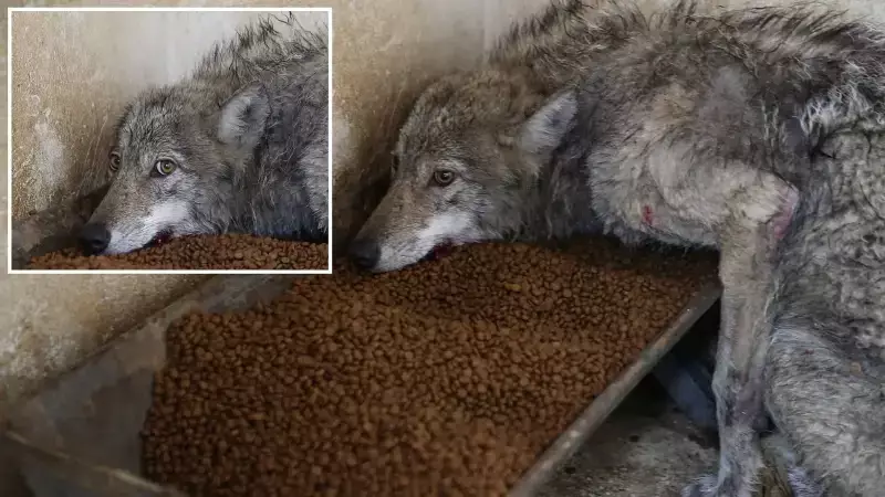 Bingöl'de İş Yerine Giren Kurt Yakalandı: Vatandaşlar Tedirgin