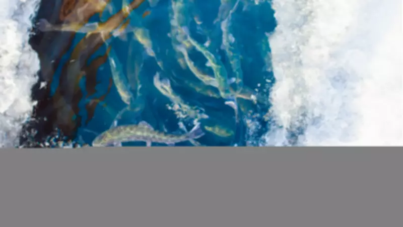 Buz Altında Yaşam: Balıkların Dondurucu Soğuklara Karşı Biyolojik Stratejileri