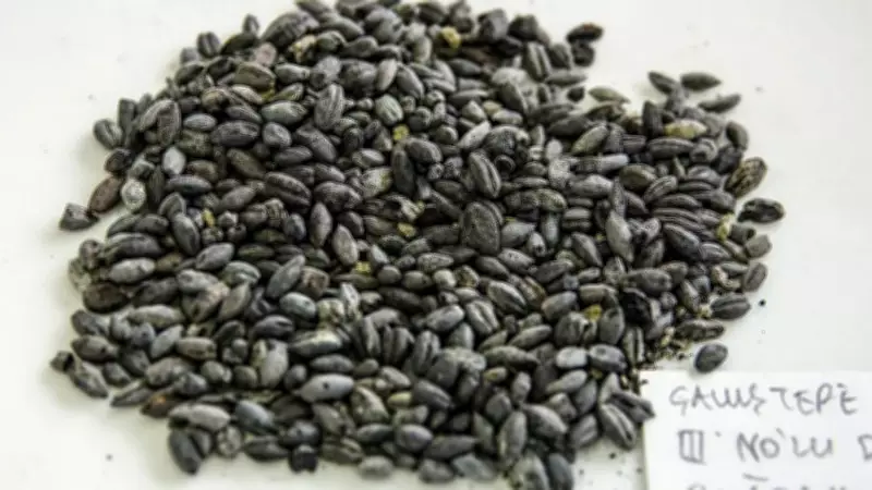 Chia Tohumu Nasıl Yenir ve Faydaları: Sağlıklı Beslenmenin Süper Besini