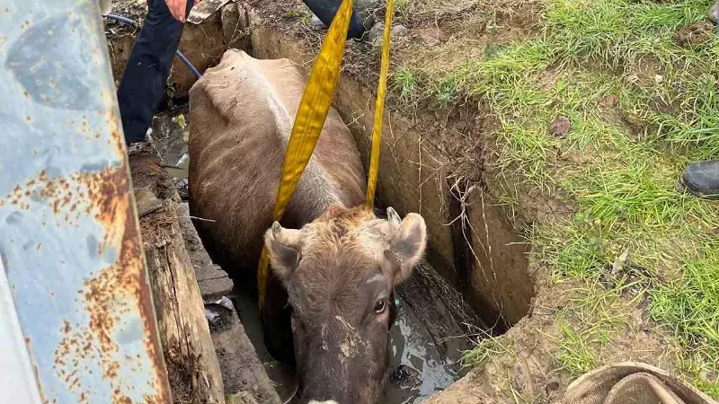 Düzce'de Kuyuya Düşen İnek 1 Saatlik Operasyonla Kurtarıldı