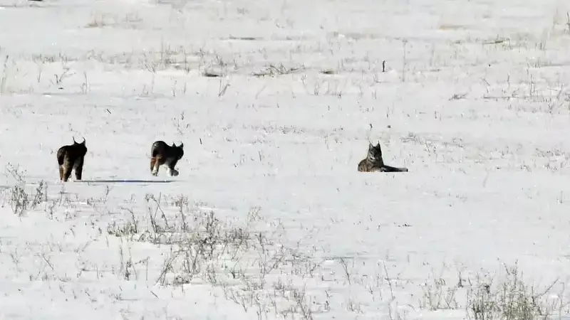 Elazığ'ın Karakoçan İlçesinde Nesli Tehlike Altındaki Vaşak Ailesi Görüntülendi