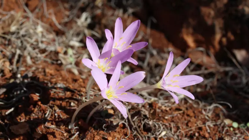 Endemik Bitki Koparmanın Cezası 2026'da 699 Bin TL'ye Ulaştı