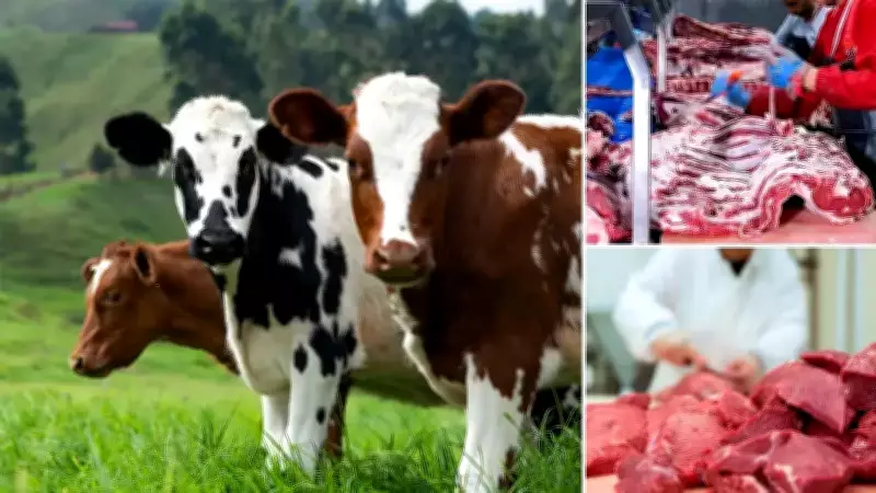 Erzurum'da Kırmızı Et Üretimi İçin Pilot Proje Başlatıldı