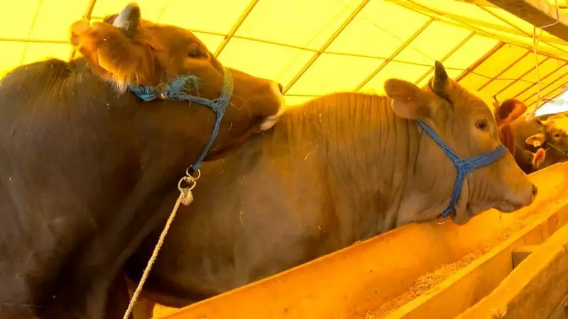 Eskişehir'de Sahte Parayla Büyükbaş Hayvan Alımı İddiası: 2 Şüpheli Yakalandı