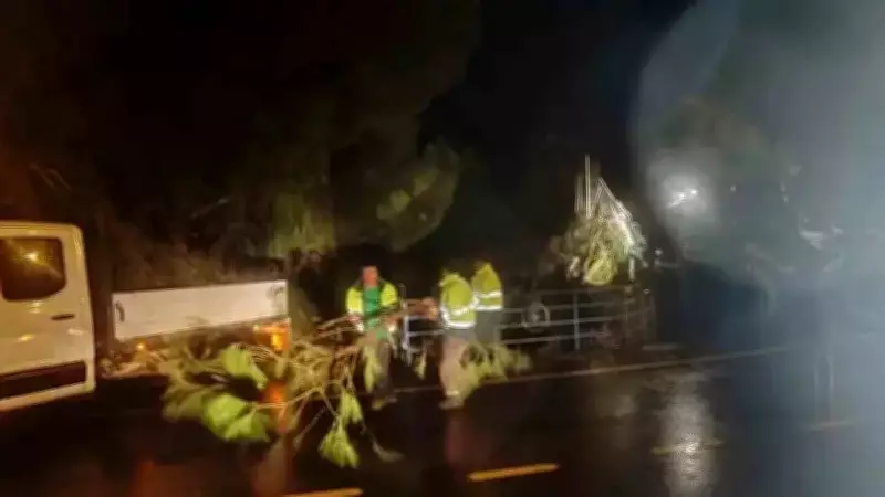 Germencik'te Fırtına Mezarlıkta Ağaçları Devirdi, Belediye Hızlı Müdahale Etti