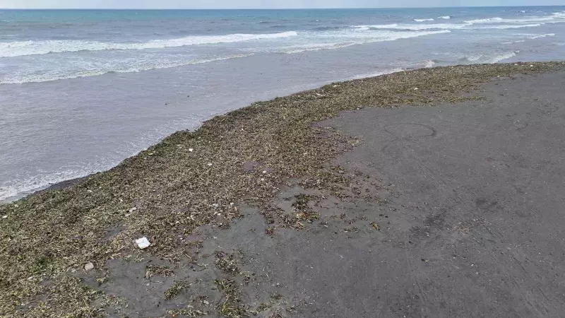 Hatay'da Asi Nehri'nin Su Sümbülleri Fırtınayla Akdeniz'e Taşındı