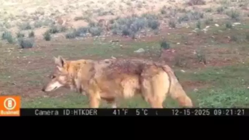 Hatay'da Dağ Ceylanı, Çizgili Sırtlan ve Kurt Aynı Habitatı Barış İçinde Paylaşıyor