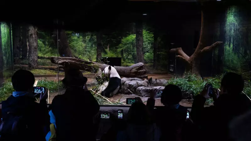 Japonya 1972'den Beri İlk Kez Pandasız Kalacak: Xiao Xiao ve Lei Lei Çin'e Dönüyor