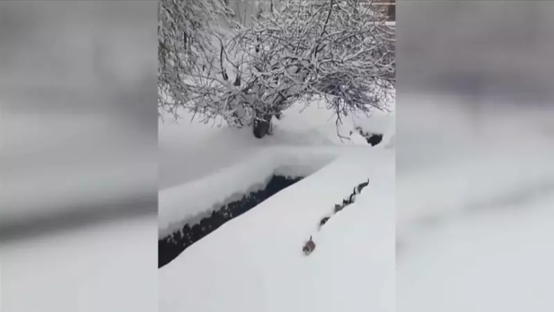 Kastamonu'da İmamın Çağrısına Uyan 6 Kedi Kardan Yol Açtı