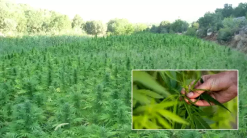 Kenevir Yetiştiriciliği Yönetmeliği Yürürlükte: 21 İlde Üretim İzni