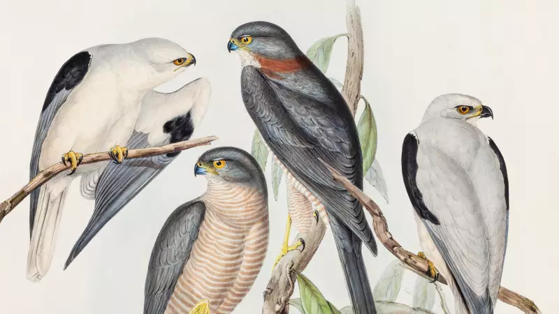 Kuş Kolektifi İlk Konserini 24 Ocak'ta Pera Müzesi'nde Veriyor