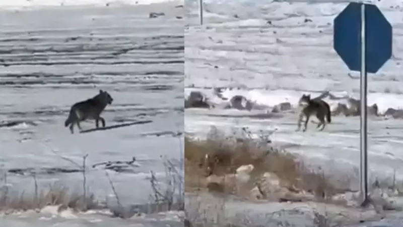 Kurtlar Kar Nedeniyle Şehre İndi: Vatandaş Cep Telefonuyla Görüntüledi