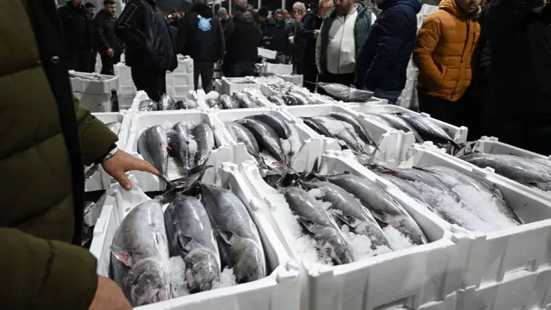 Marmara Denizi'nde Torik Bolluğu: 500 Ton Avlanarak 250 Milyon Lira Gelir Elde Edildi