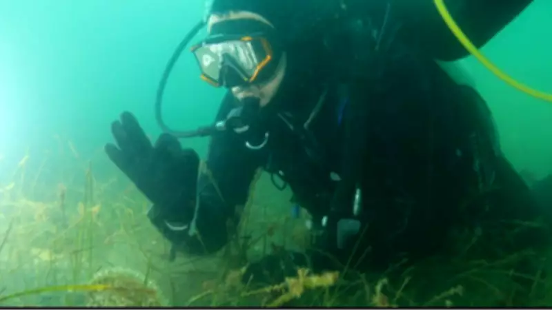 Marmara Denizi'nde Umut Veren Gelişmeler: Pinalar ve Deniz Çayırları Geri Dönüyor