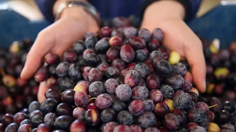 Marmarabirlik, Ortaklarına 860 Milyon Lira Ödeme Yapacak