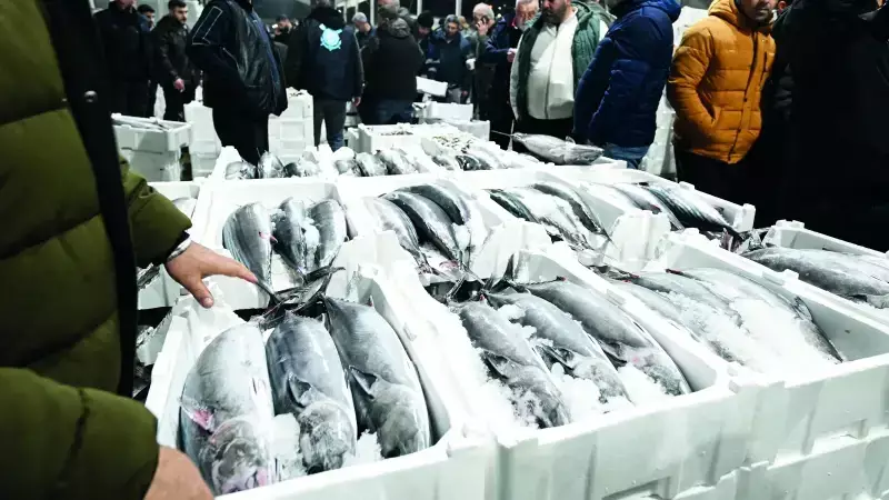 Marmara'da Torik Bolluğu: 30-40 Yıl Sonra Görülen Rekor Av