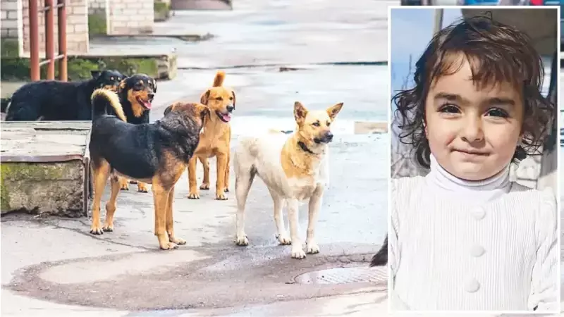 Midyat'ta Sahipsiz Köpek Saldırısı: 4 Yaşındaki Nazlı Yoğun Bakımda