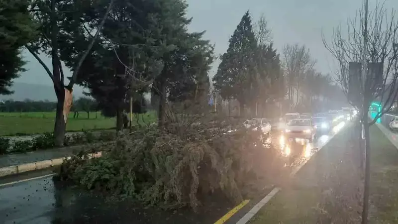 Muğla'da Fırtına: Devrilen Ağaç Uğur Mumcu Bulvarı'nı Kapattı, Trafik Felç Oldu