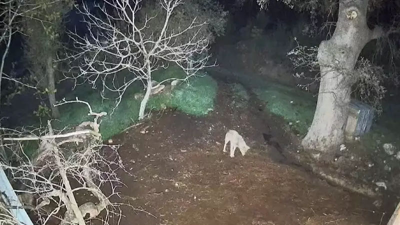 Muğla'da Kurt Saldırısı: 3 Koyun Telef Oldu, Mahalle Endişeli