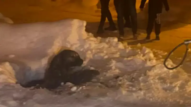 Muş'ta Kapağı Açık Kuyuya Düşen Köpek İtfaiye Ekipleri Tarafından Kurtarıldı