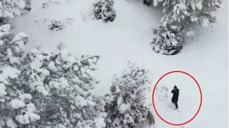 Nallıhan'da Çoban, Sürüsüne Yaklaşan Drona Tüfeğini Doğrulttu