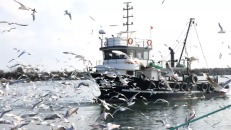 İğneada'da Martılar Balıkçı Teknelerini Takip Ediyor