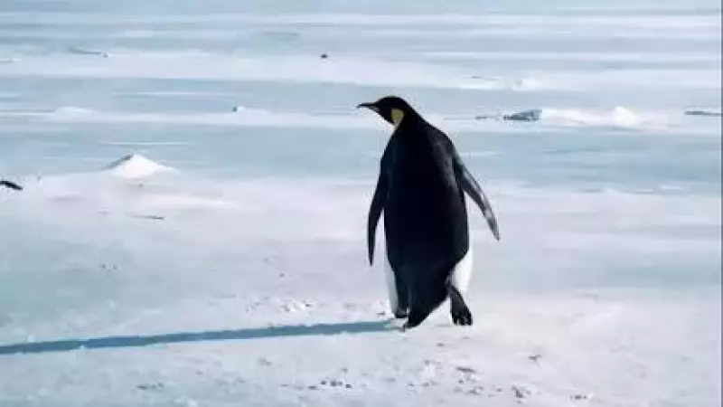 Nihilist Penguen Halil: Bir Belgesel Karakterinden Toplumsal Ruh Haline Yolculuk