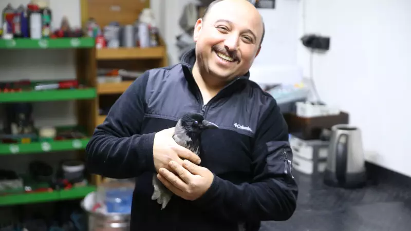 Ordu'da Esnaf ile Yaralı Karga Arasında Beş Aylık Dostluk Hikayesi