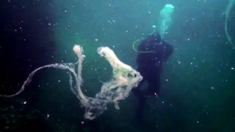 Prof. Sarı'dan Marmara'da Keşif Dalışı Çağrısı: Başkanlar Davet Edildi