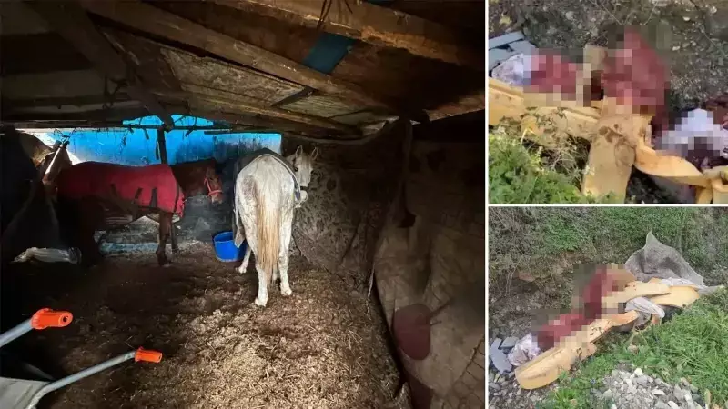 Sakarya'da At Kesimi Operasyonu: 5 At Kurtarıldı, 2 Şüpheli Gözaltında