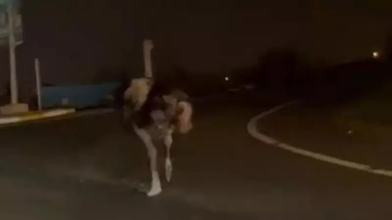 Sakarya'da Devekuşu Trafiği Karıştırdı: O Anlar Cep Telefonu Kamerasına Yansıdı