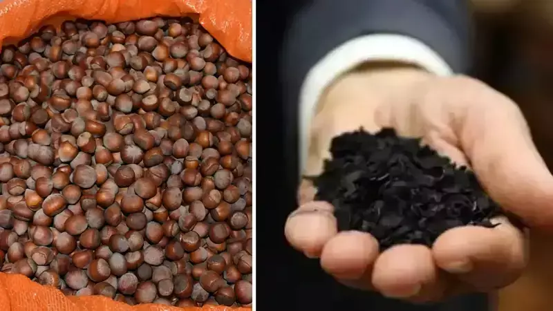 Sakarya'da Fındık Kabuğundan Aktif Karbon Üretimi Başladı: Ekonomiye Katma Değer