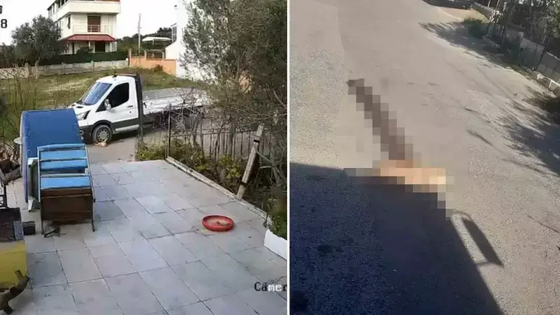 Seferihisar'da Kamyonet Köpeği Ezip Kaçtı: 14 Yıllık Dost Acısı