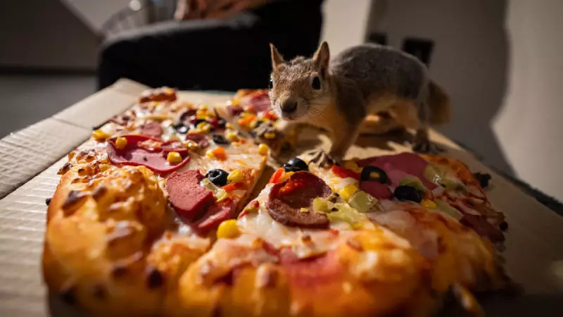 Sincap Yavrusu Yoda, Batman'dan Ankara'ya Uzanan Hayatta Kalma Mücadelesi