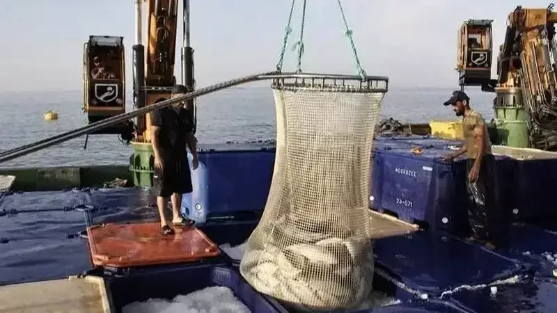 Sinop'ta Türk Somonu Üretimi %68 Arttı, Türkiye Liderliğine Yükseldi