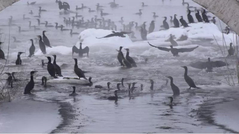 Sivas'ta Kızılırmak Nehri'nde Karabatakların Muhteşem Gösterisi