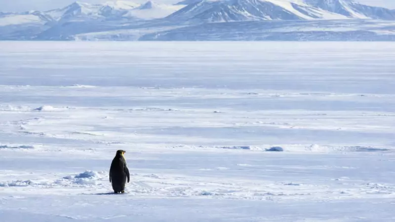 Sürüden Ayrılan Penguen, Markaların Tanıtım Yüzü Oldu