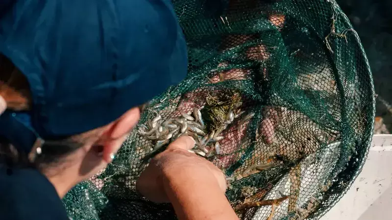 İstanbul Akvaryum'da Endemik Killifish Türünün Koruma Süreci ve Üretim Başarısı